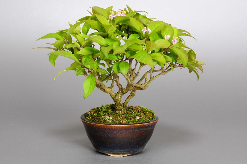 コムラサキシキブ-G1（こむらさきしきぶ・小紫式部）小紫式部の販売と育て方・作り方・Callicarpa dichotoma bonsai