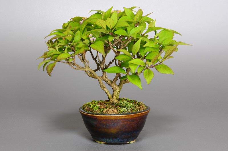 コムラサキシキブ-G1（こむらさきしきぶ・小紫式部）実ものを裏側から見た景色・Callicarpa dichotoma bonsai