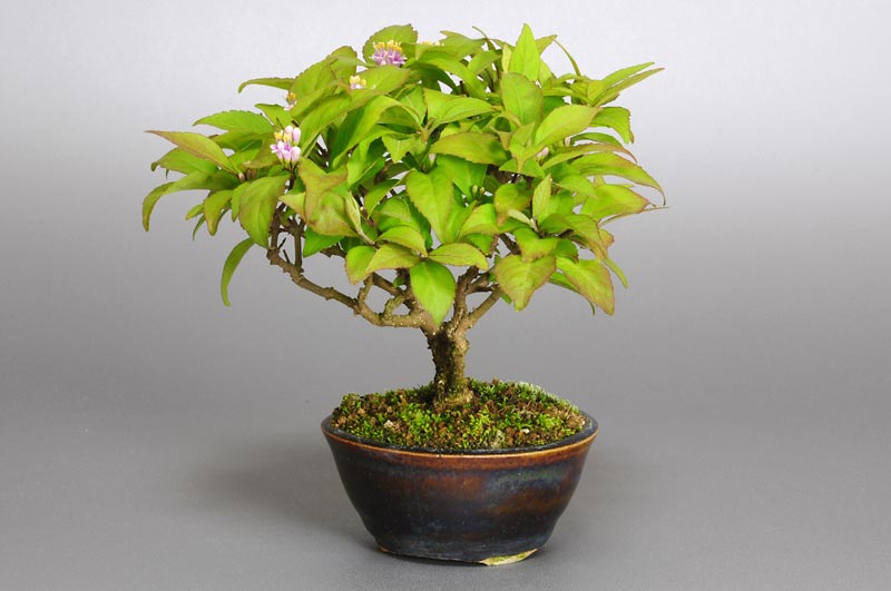 コムラサキシキブ-G1（こむらさきしきぶ・小紫式部）実ものを右側から見た景色・Callicarpa dichotoma bonsai
