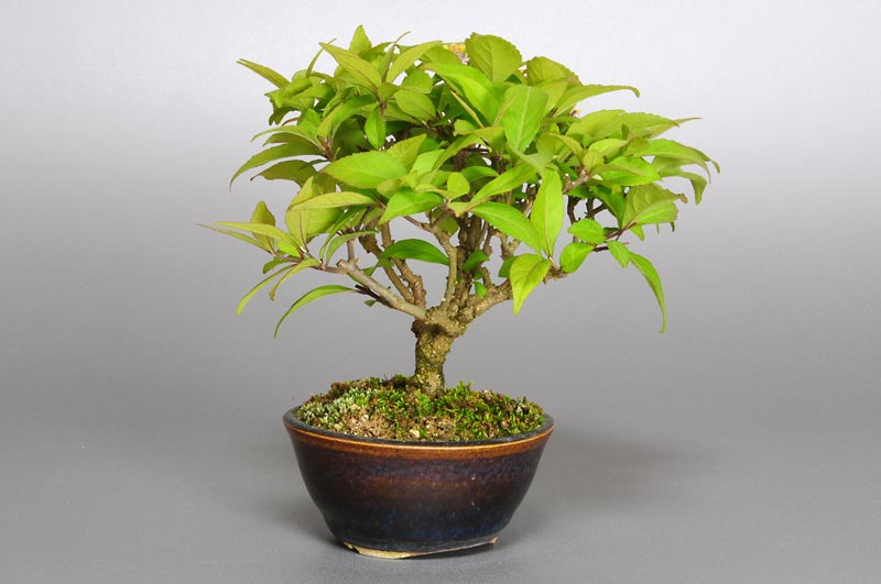 コムラサキシキブ-G1（こむらさきしきぶ・小紫式部）実ものを左側から見た景色・Callicarpa dichotoma bonsai