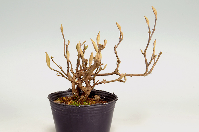 コムラサキシキブJ-1（こむらさきしきぶ・小紫式部）実もの盆栽の販売と育て方・作り方・Callicarpa dichotoma bonsai photo