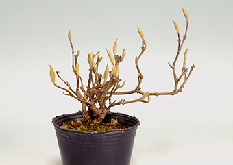 コムラサキシキブJ（こむらさきしきぶ・小紫式部）ミニ盆栽の成長記録-1・Callicarpa dichotoma bonsai