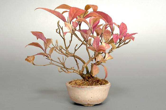 コムラサキシキブP（こむらさきしきぶ・小紫式部）実もの盆栽の販売と育て方・作り方・Callicarpa dichotoma bonsai photo