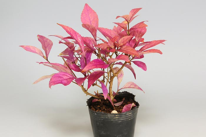 コムラサキシキブQ（こむらさきしきぶ・小紫式部）実もの盆栽の販売と育て方・作り方・Callicarpa dichotoma bonsai photo