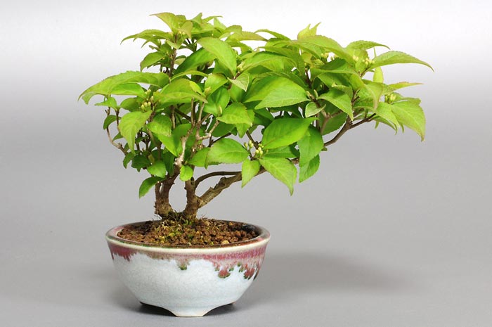 コムラサキシキブ-X（こむささきしきぶ・小紫式部）実もの盆栽の販売と育て方・作り方・Callicarpa dichotoma bonsai