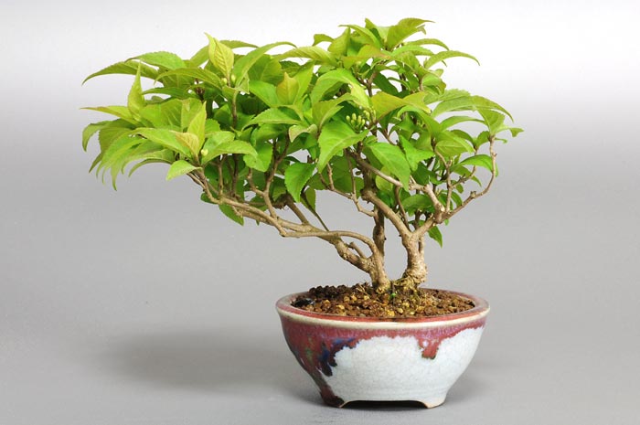 コムラサキシキブ-X（こむささきしきぶ・小紫式部）実もの盆栽を裏側から見た景色・Callicarpa dichotoma bonsai