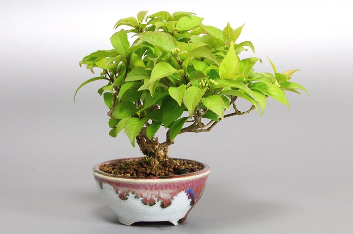 コムラサキシキブ-X（こむささきしきぶ・小紫式部）実もの盆栽を右側から見た景色・Callicarpa dichotoma bonsai