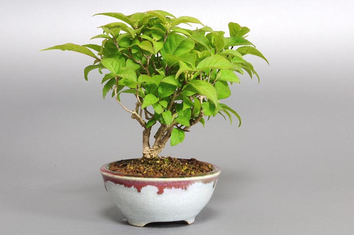 コムラサキシキブ-X（こむささきしきぶ・小紫式部）実もの盆栽を左側から見た景色・Callicarpa dichotoma bonsai