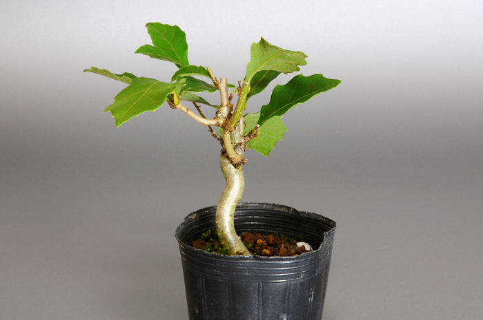 コナラ-A1（こなら・小楢）実もの盆栽を左側から見た景色・Quercus serrata bonsai