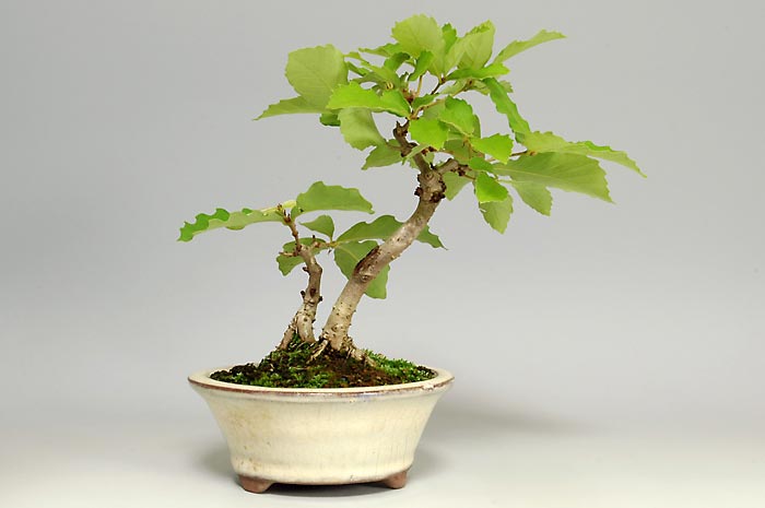 ミニ盆栽・コナラG（こなら・小楢）実もの盆栽を裏側から見た景色・Quercus serrata bonsai