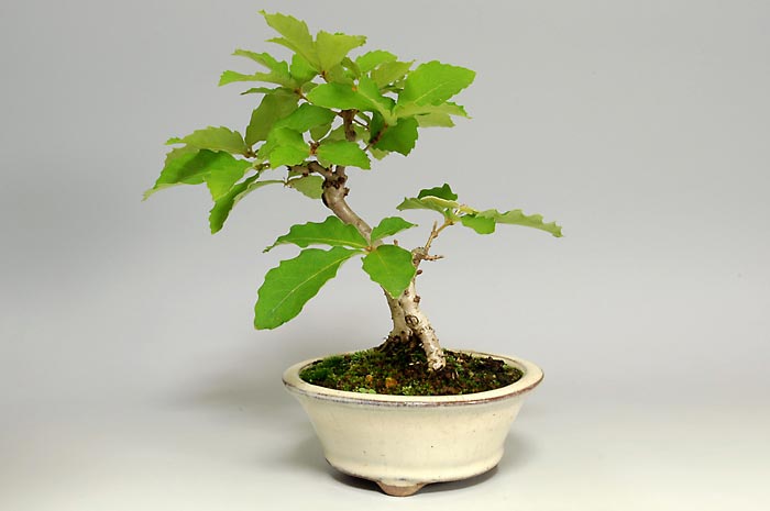 ミニ盆栽・コナラG（こなら・小楢）実もの盆栽を右側から見た景色・Quercus serrata bonsai