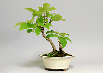 コナラG（こなら・小楢）盆栽の樹作りの参考樹形・Quercus serrata Best bonsai