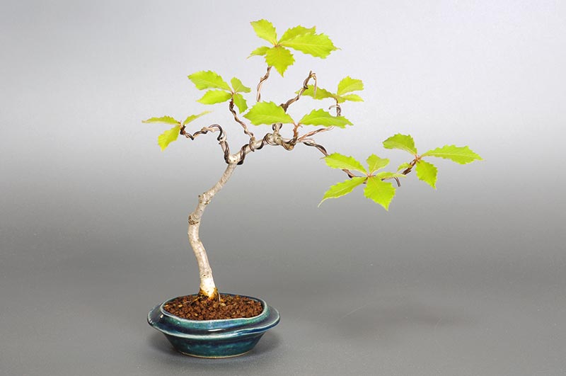 コナラ-J1（こなら・小楢）実もの盆栽の販売と育て方・作り方