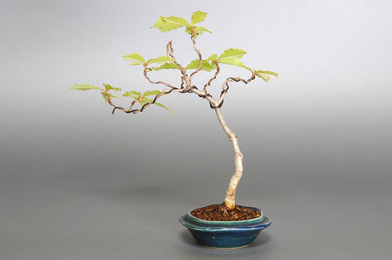 ミニ盆栽・コナラ-J1（こなら・小楢）実もの盆栽を裏側から見た景色・Quercus serrata bonsai