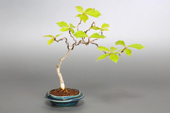 コナラ-J1（こなら・小楢）盆栽の樹作りの参考樹形・Quercus serrata Best bonsai