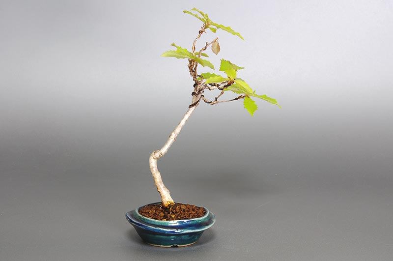 ミニ盆栽・コナラ-J1（こなら・小楢）実もの盆栽を左側から見た景色・Quercus serrata bonsai