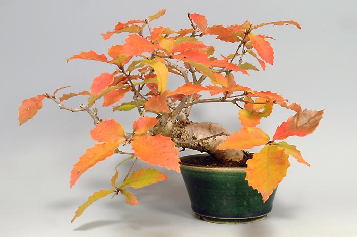 コナラM（こなら・小楢）実もの盆栽の販売と育て方・作り方・Quercus serrata bonsai