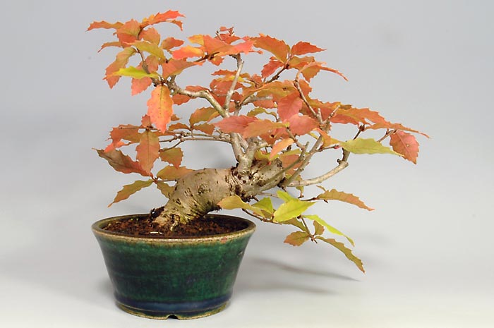 ミニ盆栽・コナラM（こなら・小楢）実もの盆栽を裏側から見た景色・Quercus serrata bonsai