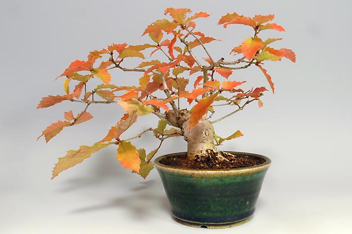 ミニ盆栽・コナラM（こなら・小楢）実もの盆栽を右側から見た景色・Quercus serrata bonsai