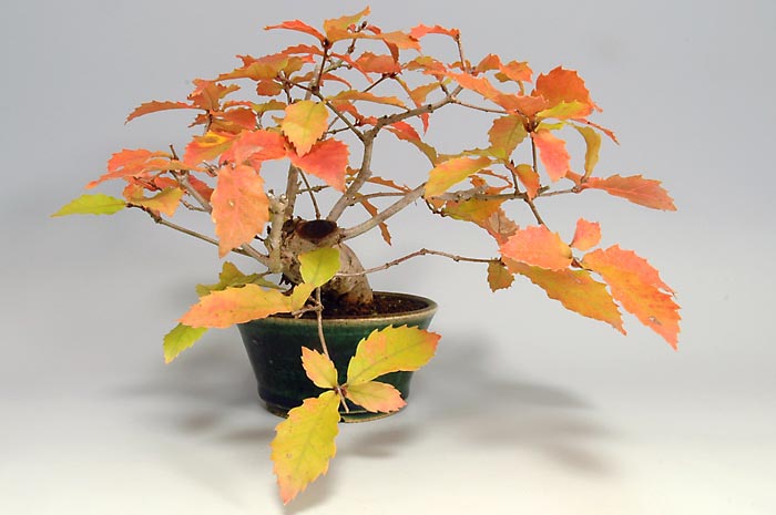 ミニ盆栽・コナラM（こなら・小楢）実もの盆栽を左側から見た景色・Quercus serrata bonsai