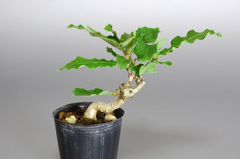コナラ-K1（こなら・小楢）実もの盆栽の販売と育て方・作り方・Quercus serrata bonsai photo