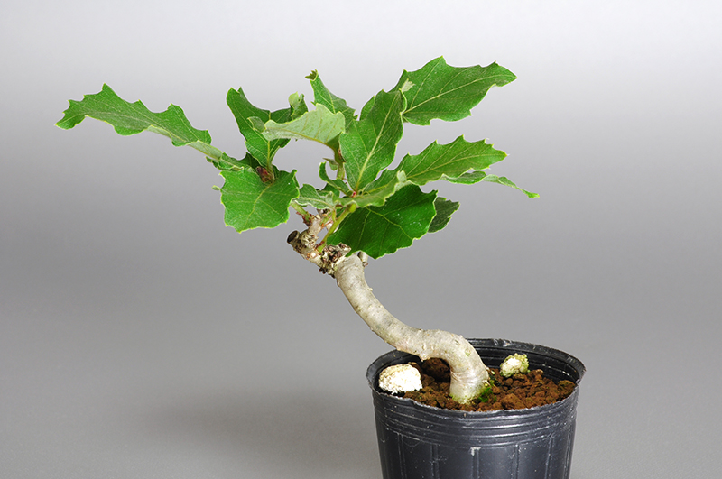 コナラ-K1（こなら・小楢）実もの盆栽を裏側から見た景色・Quercus serrata bonsai photo