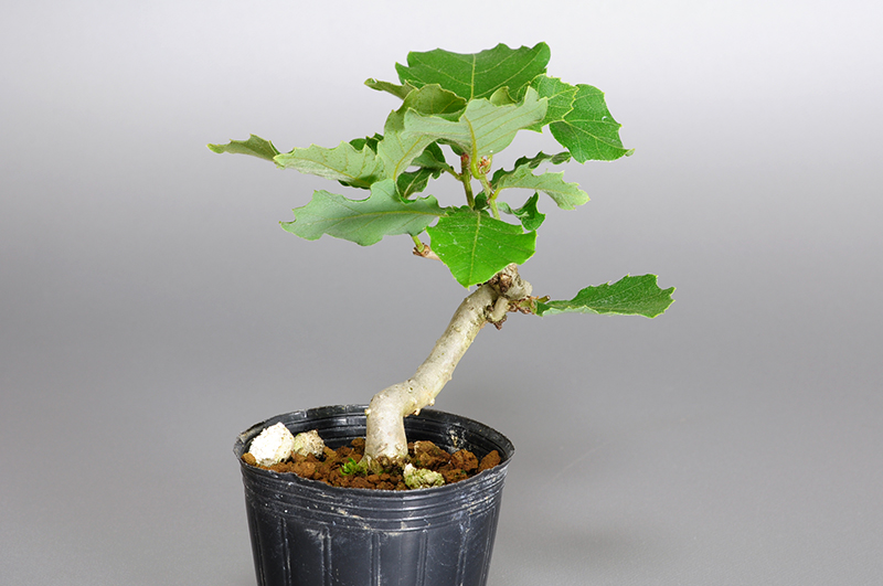 コナラ-K1（こなら・小楢）実もの盆栽を左側から見た景色・Quercus serrata bonsai photo