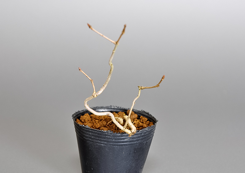 コナラ-L1（こなら・小楢）実もの盆栽を左側から見た景色・Quercus serrata bonsai