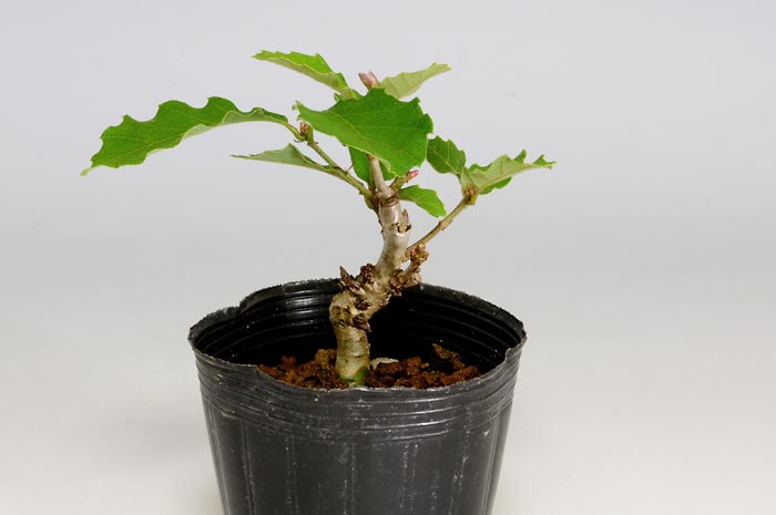 コナラM（こなら・小楢）実もの盆栽の販売と育て方・作り方・Quercus serrata bonsai
