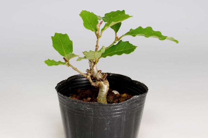 ミニ盆栽・コナラM（こなら・小楢）実もの盆栽を裏側から見た景色・Quercus serrata bonsai