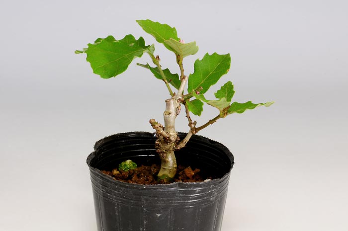 ミニ盆栽・コナラM（こなら・小楢）実もの盆栽を右側から見た景色・Quercus serrata bonsai