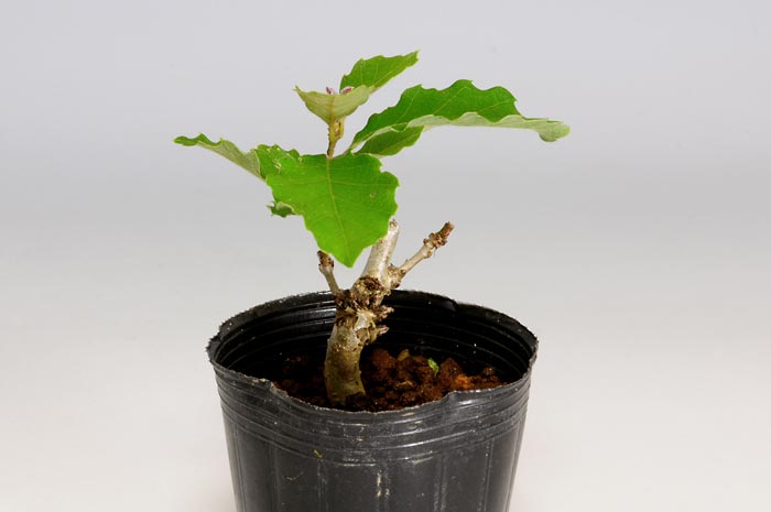 ミニ盆栽・コナラM（こなら・小楢）実もの盆栽を左側から見た景色・Quercus serrata bonsai