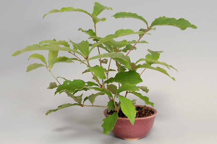 コナラN-1（こなら・小楢）実もの盆栽の販売と育て方・作り方・Quercus serrata bonsai
