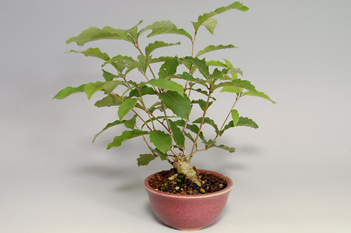 コナラN-1（こなら・小楢）実もの盆栽を裏側から見た景色・Quercus serrata bonsai