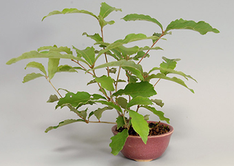 コナラN（こなら・小楢）実もの盆栽の成長記録-1・Quercus serrata bonsai
