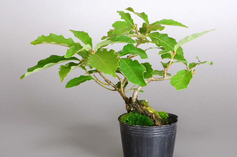 コナラN（こなら・小楢）実もの盆栽の販売と育て方・作り方・Quercus serrata bonsai