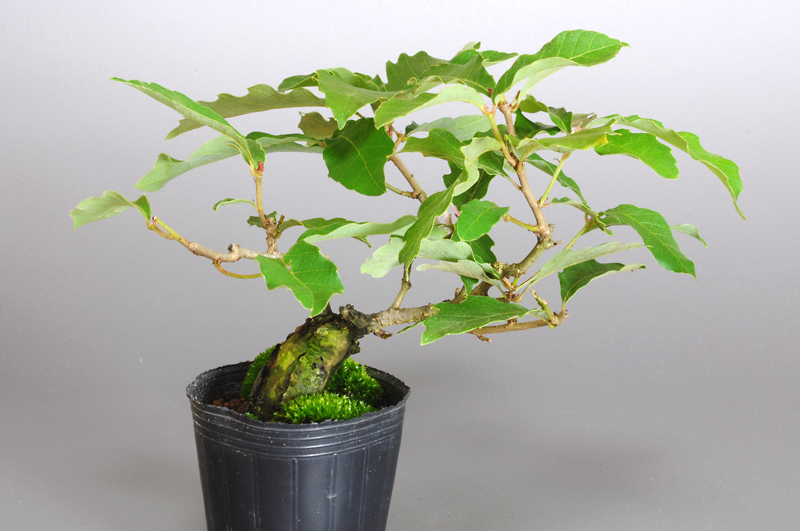 コナラN（こなら・小楢）実もの盆栽を裏側から見た景色・Quercus serrata bonsai