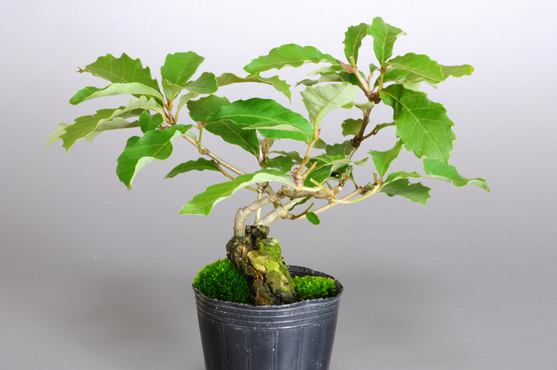 コナラN（こなら・小楢）実もの盆栽を右側から見た景色・Quercus serrata bonsai