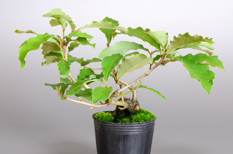 コナラN（こなら・小楢）実もの盆栽を左側から見た景色・Quercus serrata bonsai