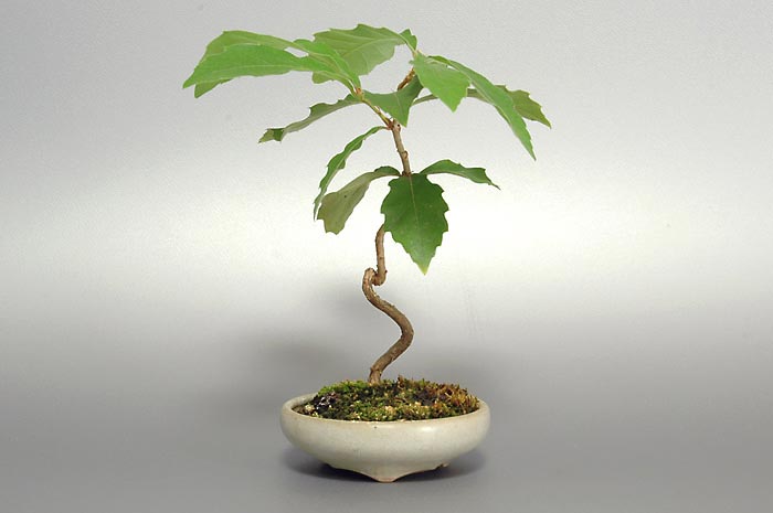 コナラO（こなら・小楢）実もの盆栽の販売と育て方・作り方・Quercus serrata bonsai