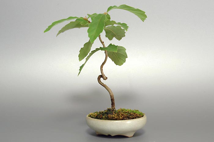 盆栽・コナラO（こなら・小楢）実もの盆栽を右側から見た景色・Quercus serrata bonsai