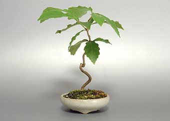 コナラ-O（こなら・小楢）盆栽の樹作りの参考樹形・Quercus serrata Best bonsai