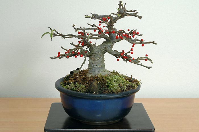 コショウバイA（こしょうばい・小性梅）実もの盆栽を裏側から見た景色・Ilex serrata bonsai photo