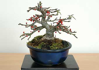 コショウバイ-A（こしょうばい・小性梅）盆栽の樹作りの参考樹形・Ilex serrata Best bonsai