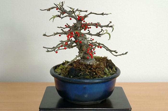 コショウバイA（こしょうばい・小性梅）実もの盆栽を右側から見た景色・Ilex serrata bonsai photo