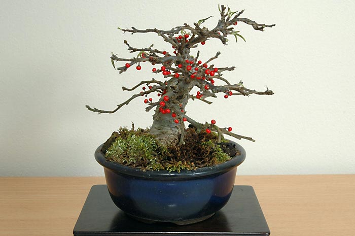コショウバイA（こしょうばい・小性梅）実もの盆栽を左側から見た景色・Ilex serrata bonsai photo
