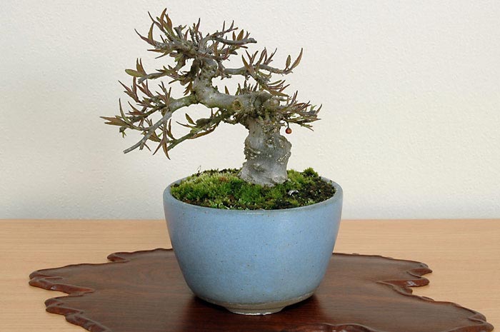 コショウバイB-1（こしょうばい・小性梅）実もの盆栽の販売と育て方・作り方・Ilex serrata bonsai photo