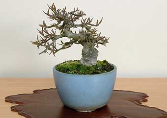 コショウバイB（こしょうばい・小性梅）実もの盆栽の成長記録-1・Ilex serrata bonsai photo