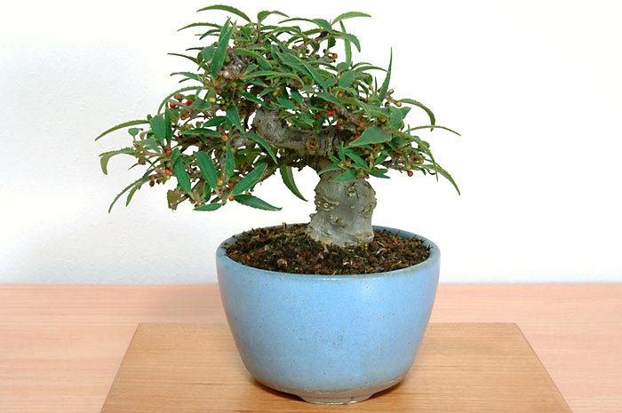 コショウバイB（こしょうばい・小性梅）実もの盆栽の販売と育て方・作り方・Ilex serrata bonsai photo