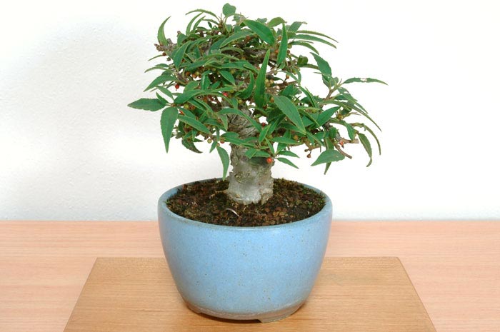 コショウバイB（こしょうばい・小性梅）実もの盆栽を右側から見た景色・Ilex serrata bonsai photo